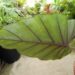 ALOCASIA SUMO HYBRID ALOCASIA – EXOTIC WITH SOME COLD HARDINESS