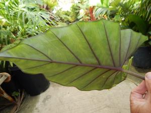 ALOCASIA SUMO HYBRID ALOCASIA – EXOTIC WITH SOME COLD HARDINESS