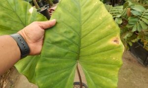 ALOCASIA SUMO AN EXOTIC ELEPHANT EAR WITH SOME COLD HARDINESS