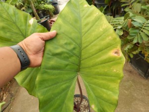 ALOCASIA SUMO AN EXOTIC ELEPHANT EAR WITH SOME COLD HARDINESS