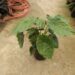 ALOCASIA WENTII SEMI-DWARF TROPICAL ELEPHANT EAR PLANT