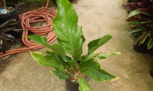BIRDS NEST ANTHURIUM ANTHURIUM HOOKERI THE PERFECT COMPANION PLANT