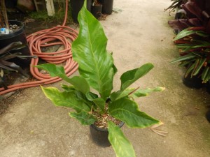 BIRDS NEST ANTHURIUM ANTHURIUM HOOKERI THE PERFECT COMPANION PLANT