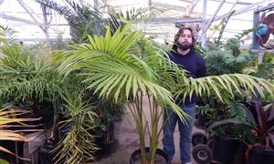 ARCHONTOPHOENIX BEATRICAE RARE VARIETY OF THE KING PALM
