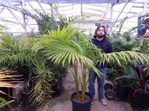ARCHONTOPHOENIX BEATRICAE RARE VARIETY OF THE KING PALM