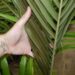 ARCHONTOPHOENIX MAXIMA LARGEST OF THE KING PALMS