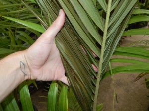 ARCHONTOPHOENIX MAXIMA LARGEST OF THE KING PALMS