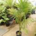 ARCHONTOPHOENIX MAXIMA LARGEST OF THE KING PALMS