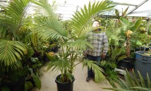 ARCHONTOPHOENIX PURPUREA THE PURPLE CROWN SHAFT KING PALM