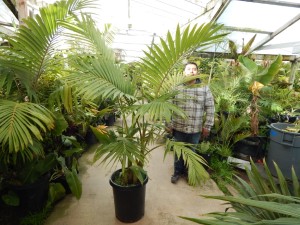 ARCHONTOPHOENIX PURPUREA THE PURPLE CROWN SHAFT KING PALM