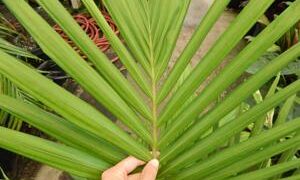 ARCHONTOPHOENIX PURPUREA THE PURPLE CROWN SHAFT KING PALM