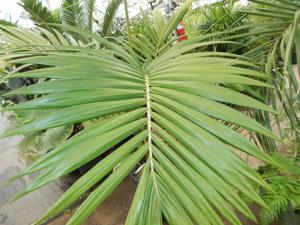 ARCHONTOPHOENIX PURPUREA THE PURPLE CROWN SHAFT KING PALM