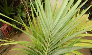ARCHONTOPHOENIX TUCKERI RARE AUSTRALIAN TYPE OF KING PALM