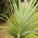 ARCHONTOPHOENIX TUCKERI RARE AUSTRALIAN TYPE OF KING PALM