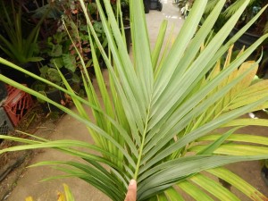 ARCHONTOPHOENIX TUCKERI RARE AUSTRALIAN TYPE OF KING PALM