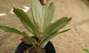 ARENGA AUSTRALASICA THE AUSTRALIAN ARENGA PALM