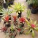 ASSORTED BROMELIADS NEW ONES ARRIVING ROUTINELY