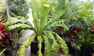 EXOTIC FERNS