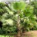 BISMARCKIA SPECIES MAYOTTE ISLAND THE RARE GREEN BISMARCKIAYOU NEVER SEE THEM AVAILABLE