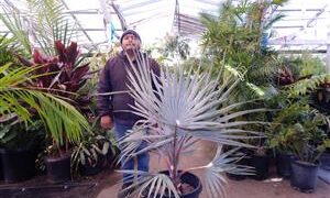 BISMARCKIA NOBILIS BLUE SINGLE TRUNK FAN PALM FROM MADAGASCAR