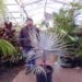 BISMARCKIA NOBILIS BLUE SINGLE TRUNK FAN PALM FROM MADAGASCAR