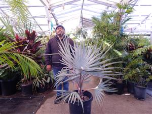 BISMARCKIA NOBILIS BLUE SINGLE TRUNK FAN PALM FROM MADAGASCAR