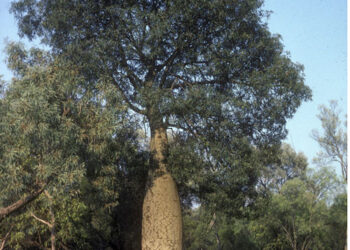 BRACHYCHITON RUPESTRIS INTERESTING THICK TRUNK TROPICAL TREE