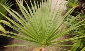 BRAHEA BRANDEGEEI A TALL, QUICK GROWING BRAHEA
