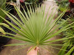 BRAHEA BRANDEGEEI A TALL, QUICK GROWING BRAHEA