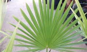 BRAHEA NITIDA FLAT GREEN LEAF – NATIVE TO MEXICO