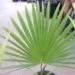 BRAHEA NITIDA FLAT GREEN LEAF – NATIVE TO MEXICO