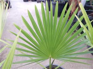 BRAHEA NITIDA FLAT GREEN LEAF – NATIVE TO MEXICO