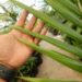 BURRETIOKENTIA HAPALA AN EXOTIC NEW CALEDONIAN PALM FOR SOUTHERN CALIFORNIA