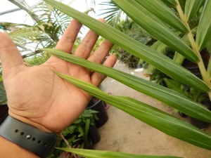 BURRETIOKENTIA HAPALA AN EXOTIC NEW CALEDONIAN PALM FOR SOUTHERN CALIFORNIA