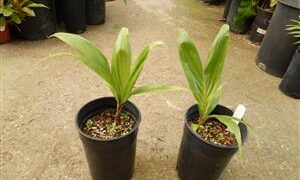 BURRETIO KENTIA HAPALAAN EXOTIC NEW CALEDONIAN PALM FOR SOUTHERN CALIFORNIA