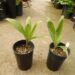 BURRETIO KENTIA HAPALAAN EXOTIC NEW CALEDONIAN PALM FOR SOUTHERN CALIFORNIA