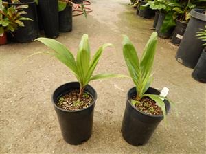BURRETIO KENTIA HAPALAAN EXOTIC NEW CALEDONIAN PALM FOR SOUTHERN CALIFORNIA