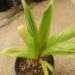 BURRETIOKENTIA HAPALA AN EXOTIC NEW CALEDONIAN PALM FOR SOUTHERN CALIFORNIA