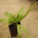 BURRETIOKENTIA HAPALA AN EXOTIC NEW CALEDONIAN PALM FOR SOUTHERN CALIFORNIA