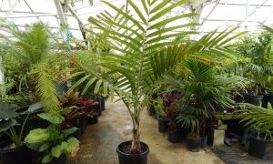 BURRETIOKENTIA KOGHIENSIS RARE SINGLE TRUNK PALM FROM NEW CALEDONIA
