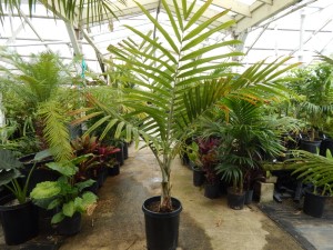 BURRETIOKENTIA KOGHIENSIS RARE SINGLE TRUNK PALM FROM NEW CALEDONIA