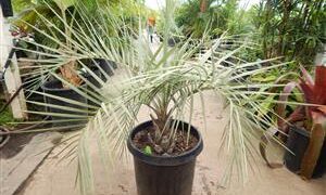 BUTIA CAPITATA BLUE