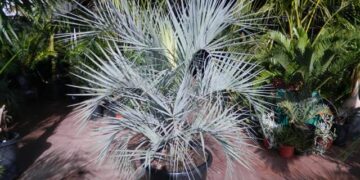 BLUE BUTIA CAPITATA THE BLUE PINDO PALM MEDIUM SIZED PINNATE PALM WITH BLUE OR BLUE-GREEN LEAVES