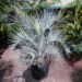 BLUE BUTIA CAPITATA THE BLUE PINDO PALM MEDIUM SIZED PINNATE PALM WITH BLUE OR BLUE-GREEN LEAVES
