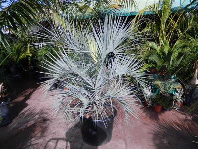 curly leaf spider plant Chlorophytum comosum 'Bonnie' main image 1