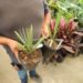 CHAMAEROPS CERIFERA NATIVE TO MOROCCO THE SEMI-DWARF “BLUE MED FAN”
