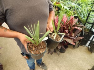 CHAMAEROPS CERIFERA NATIVE TO MOROCCO THE SEMI-DWARF “BLUE MED FAN”