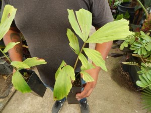 CARYOTA URENS THE GIANT MOUNTAIN FISHTAIL