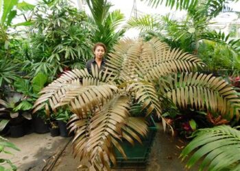 CERATOZAMIA LATIFOLLIA THE CHAMELEON OF CYCADS