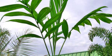 CHAMAEDOREA ARENBERGIANA SINGLE TRUNK UNDERSTORY PALM WITH WIDE LEAFLETS